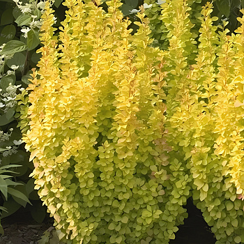 Барбарис Тунберга Yellow Bird