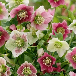 Морозник восточный Mix