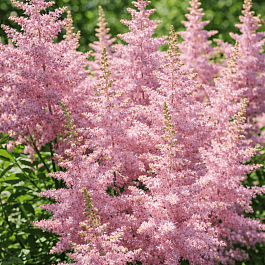 Астильба Creamy Pearls