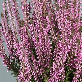 Вереск обыкновенный Lisbeth