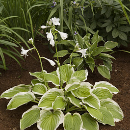 Хоста гибридная Диана Ремемберед Хоста гибридная Диана Ремемберед