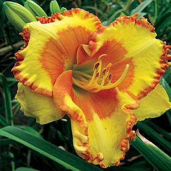 Лилейник гибридный Ирисистабл Шарм