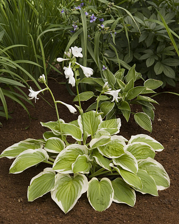 Хоста гибридная Диана Ремемберед