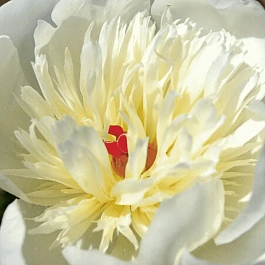 Пион Молочноцветковый Immaculee