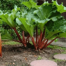 Ревень Victoria