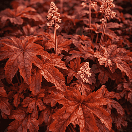 Гейхерелла Red Rover