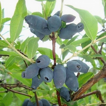 Жимолость съедобная Гжелка