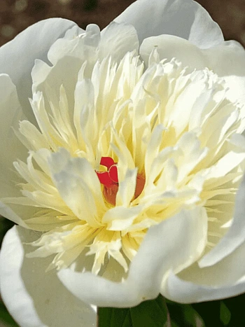 Пион Молочноцветковый Immaculee