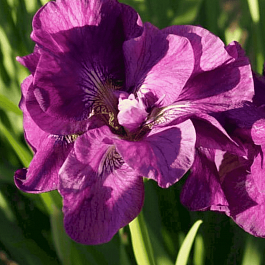 Ирис сибирский Bundle of Joy