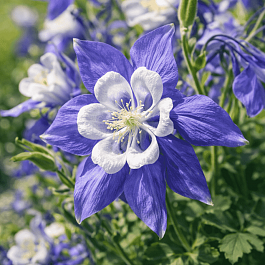 Аквилегия вееровидная Spring Magic Blue And White