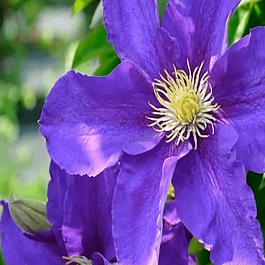 Клематис Neonka