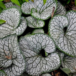 Бруннера крупнолистная Си Харт