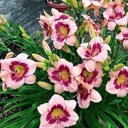 Лилейник Wineberry Candy