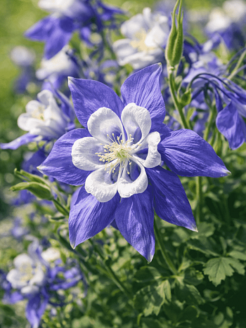 Аквилегия вееровидная Spring Magic Blue And White