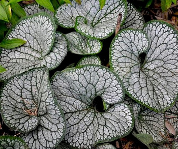 Бруннера крупнолистная Си Харт