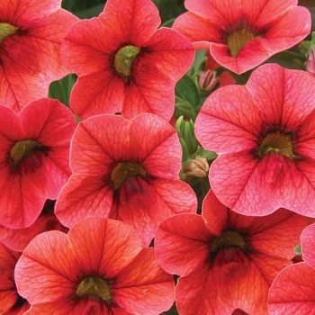Калибрахоа Calita Eompact Scarlet Red Eye
