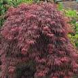 Клен веерный Atropurpureum