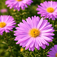 Астра кустарниковая Marjorie