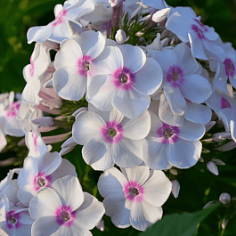 Флокс метельчатый Europa