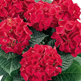Гортензия крупнолистовая Хот Ред
