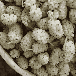 Шелковица белая