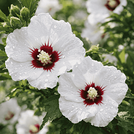 Гибискус Сирийский Red Heard