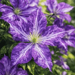 Клематис Tie Dye