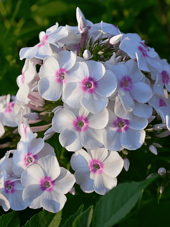 Флокс метельчатый Europa