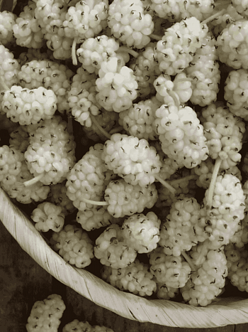 Шелковица белая