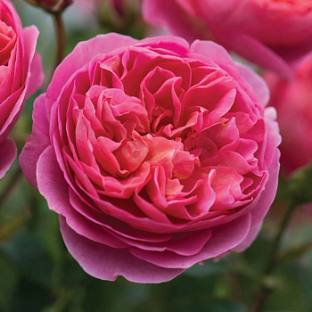 Роза английская парковая Боскобель