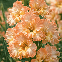 Гладиолус Rumba Frizzle