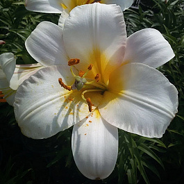 Лилия трубчатая Вайт Планет