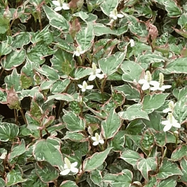 Хауттюйния сердцевидная Fantasy