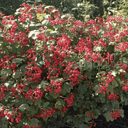 Калина съедобная Nanum