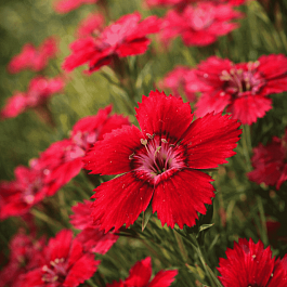 Гвоздика травянка Cherry Red