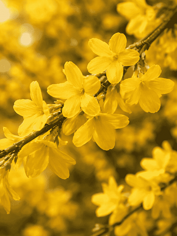 Жасмин голоцветковый