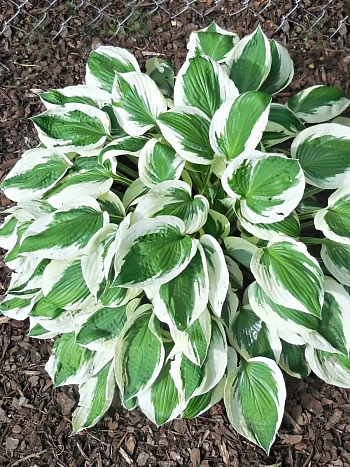 Хоста MinuteMan