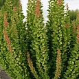 Барбарис Тунберга Erecta