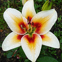 Лилия азиатская Тинос