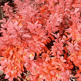 Барбарис Тунберга Red Dj