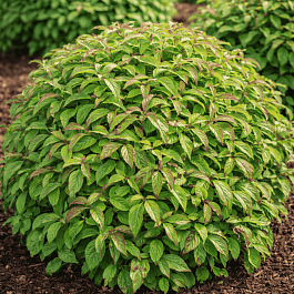 Дерен Отпрысковый Kelsey