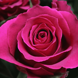 Роза чайно-гибридная Gotcha