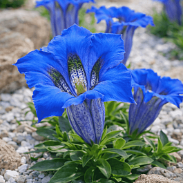 Горечавка изящнейшая