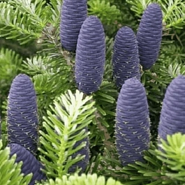 Пихта корейская