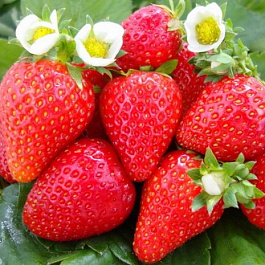 Земляника садовая Остара Земляника садовая Остара