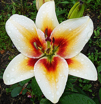 Лилия азиатская Тинос