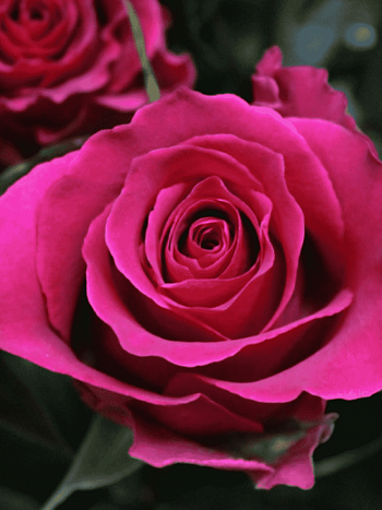 Роза чайно-гибридная Gotcha