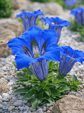 Горечавка изящнейшая