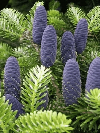 Пихта корейская