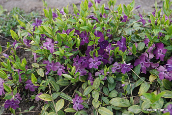 Барвинок малый Атропурпуреа